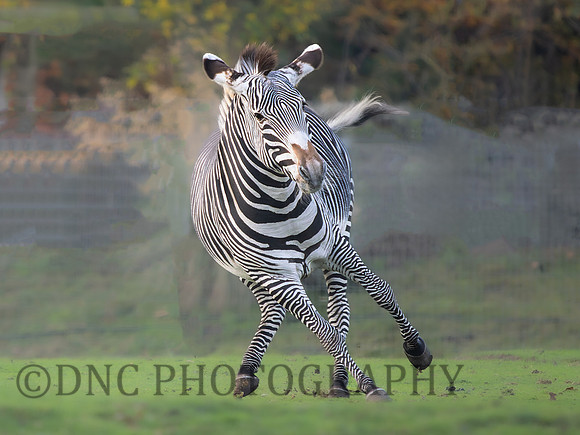 Zebra .4