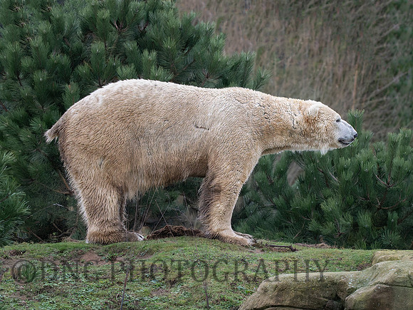 Polar Bear .2