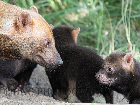 Bush dog and babies