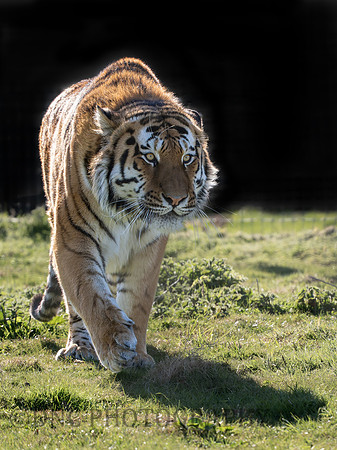 Amur Tiger 'Altai'