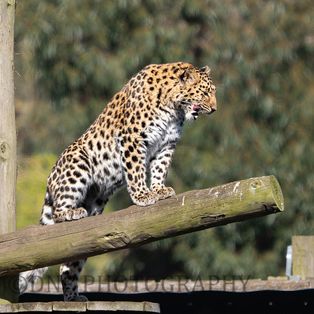 Amur Leopard 'Auckley'
