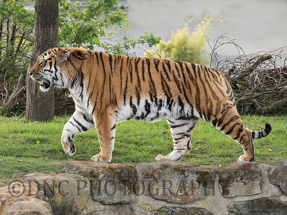Amur Tiger 'Altai'