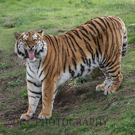 Amur Tiger 'Altai'