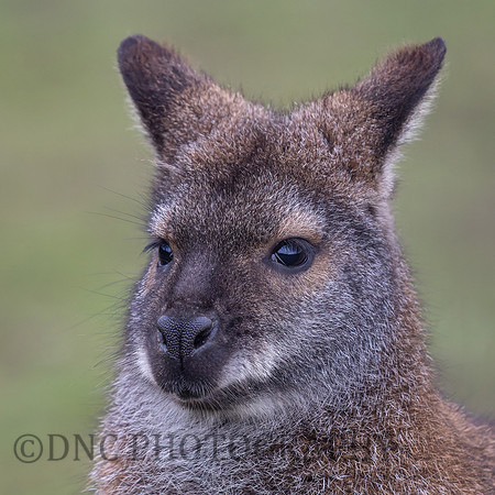 Wallaby .1