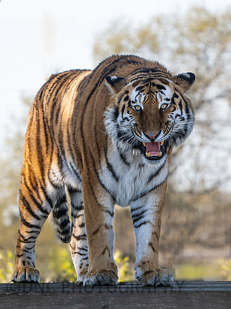 Amur Tiger 'Altai'