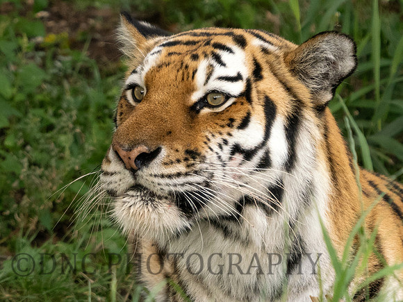 Amur Tiger 'Tschuna'