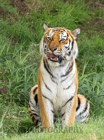 Amur Tiger 'Tschuna'