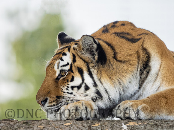 Amur Tiger 'Tschuna'