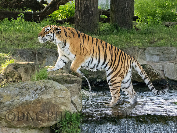 Amur Tiger 'Tschuna'