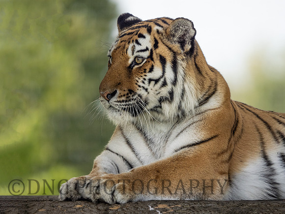 Amur Tiger 'Tschuna'