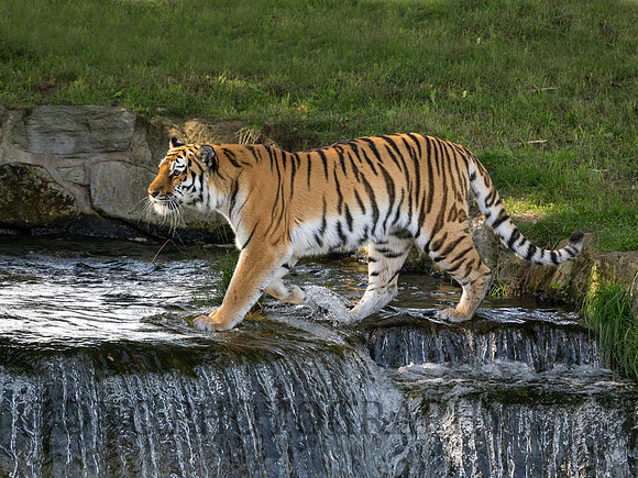 Amur Tiger 'Tschuna'