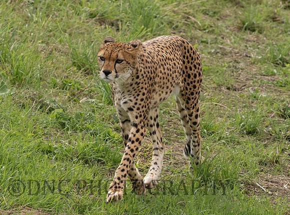 Northern Cheetah 'Darcy'