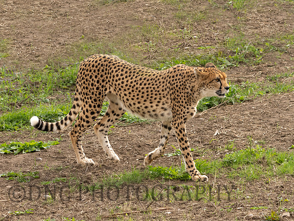 Northern Cheetah 'Darcy' .2