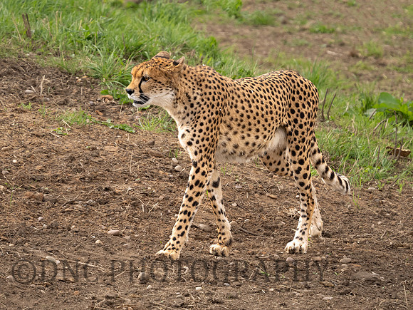 Northern Cheetah 'Darcy'
