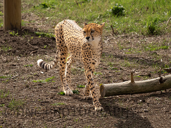 Northern Cheetah 'Darcy'