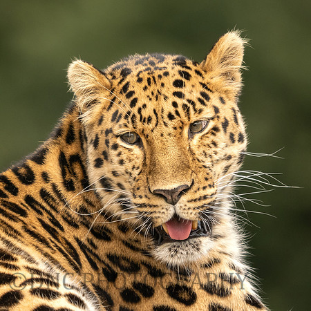 Amur Leopard 'Drake'