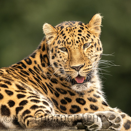 Amur Leopard 'Drake'