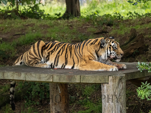 Amur Tiger 'Sayan'