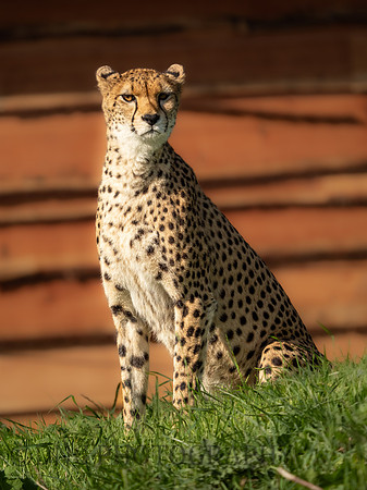 Northern Cheetah 'Darcy'