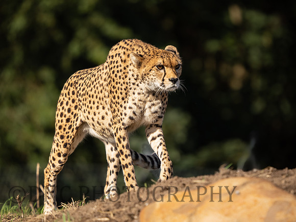 Northern Cheetah 'Darcy'