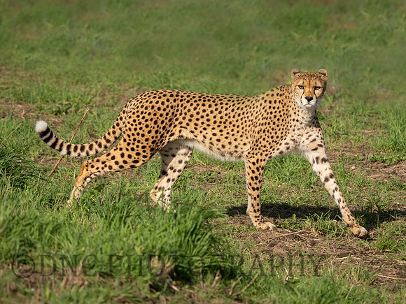 Northern Cheetah 'Darcy'