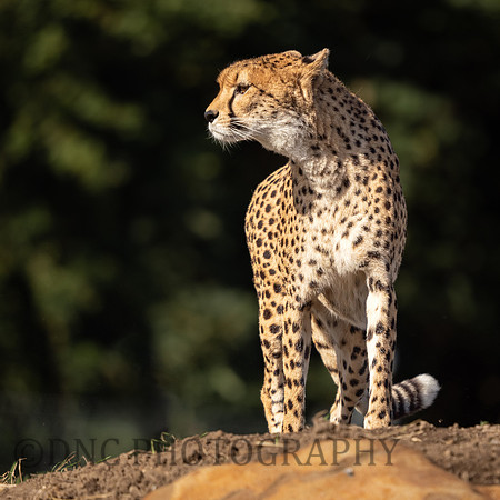 Northern Cheetah 'Darcy'