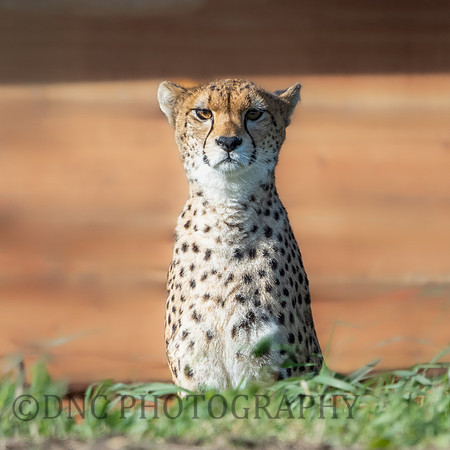 Northern Cheetah 'Darcy'