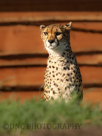 Northern Cheetah 'Darcy'