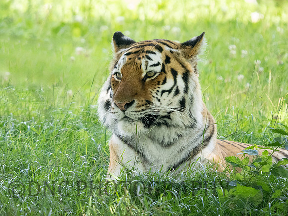Amur Tiger 'Tschuna'