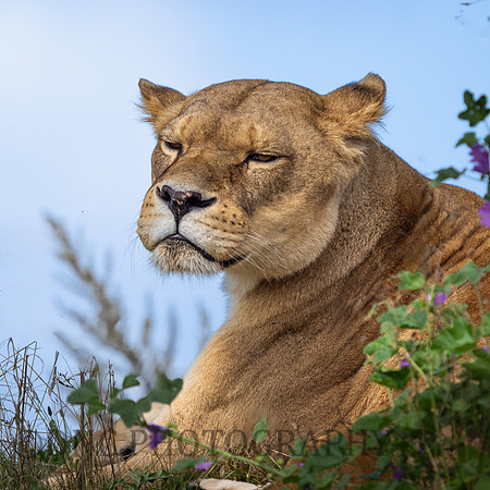 Lioness