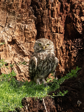 Little Owl