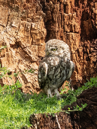 Little Owl