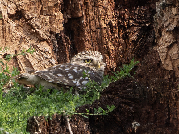 Little Owl