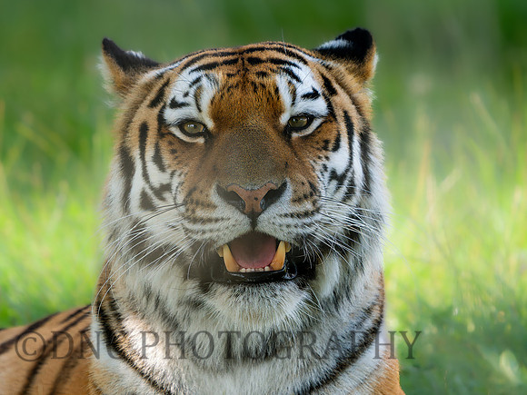 Amur Tiger 'Tschuna'