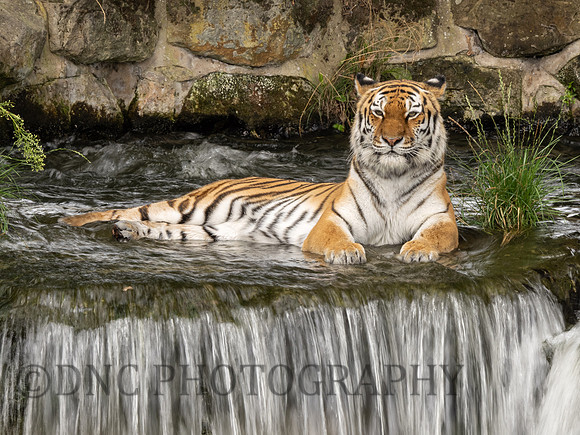 Amur Tiger 'Tschuna'