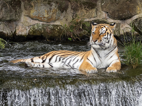 Amur Tiger 'Tschuna'