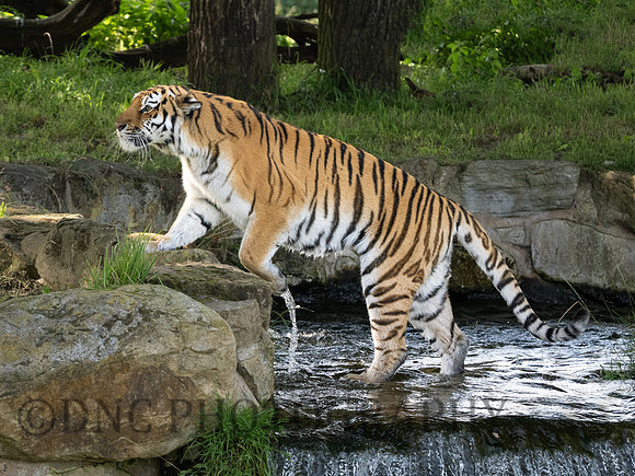 Amur Tiger 'Tschuna'