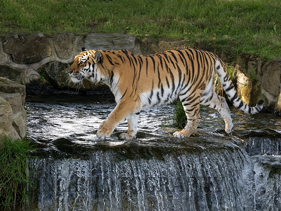 Amur Tiger 'Tschuna'