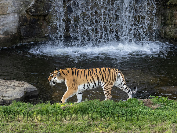 Amur Tiger 'Tschuna'