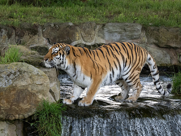 Amur Tiger 'Tschuna'
