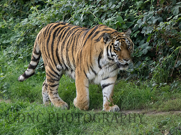 Amur Tiger 'Sayan'