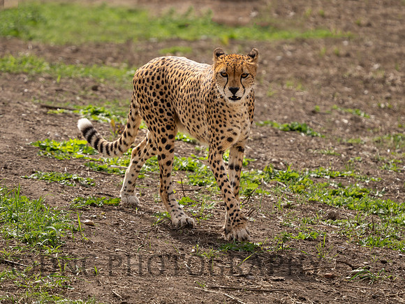 Northern Cheetah 'Darcy'