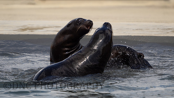 Californian Sealion pups