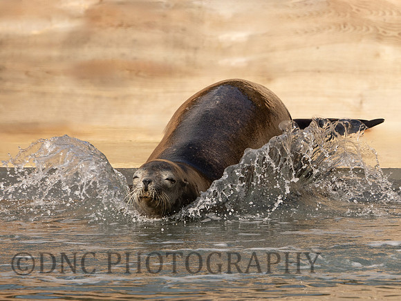 Californian Sealion pup