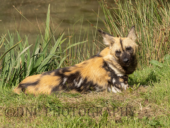 Painted Dog