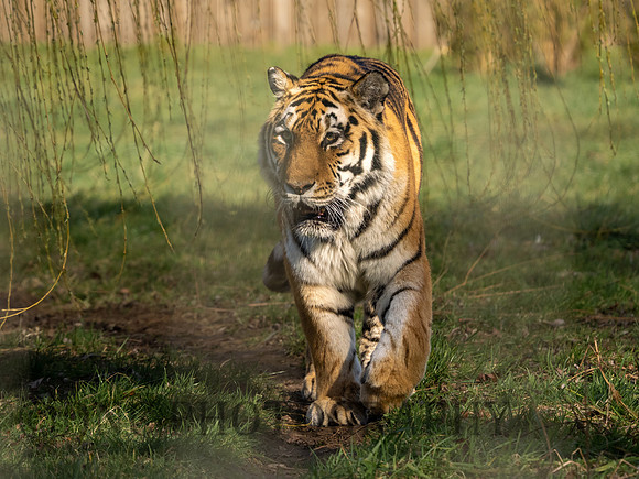 Amur Tiger 'Tschuna'