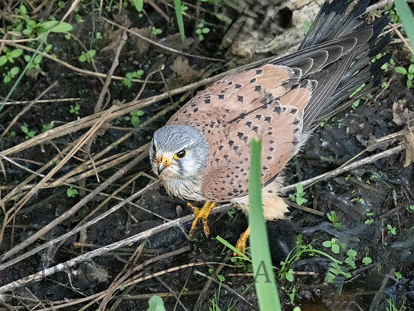 Kestrel .3