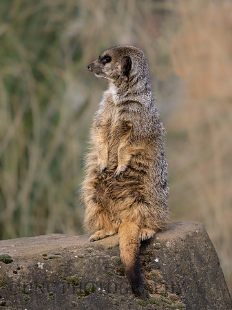 Meerkat