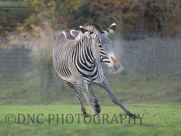 Zebra .2