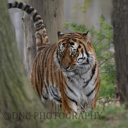 Amur Tiger 'Altai'
